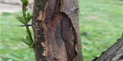 Trešnja se suši - šta učiniti ako bobice na drvetu uvenu